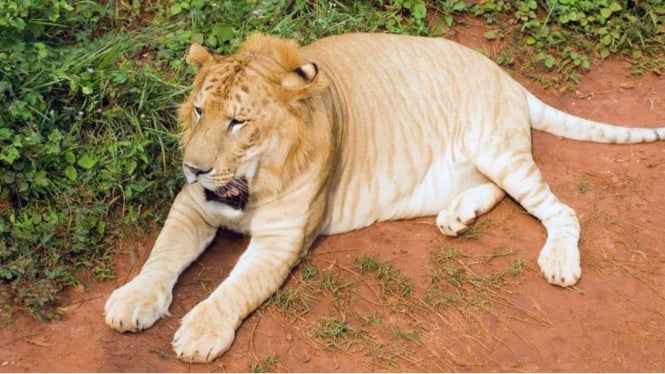 Tigon, hewan hybrid perkawinan silang harimau jantan dan singa betina