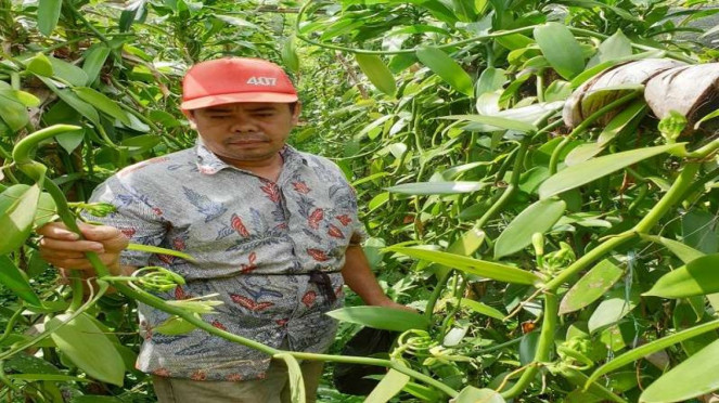 Petani vanili