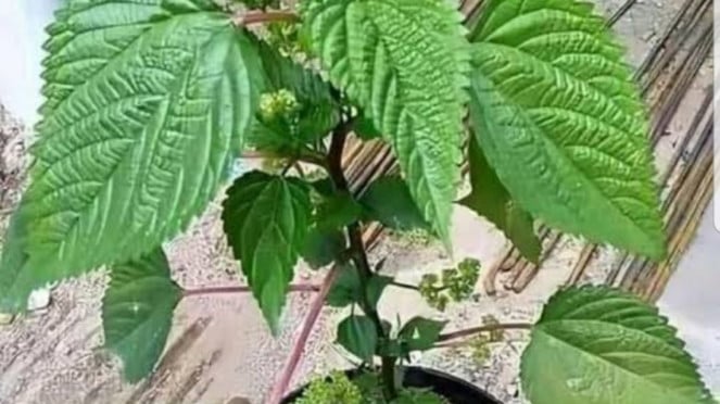Daun jelatang