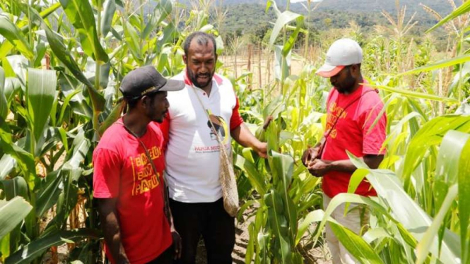 Papua Muda Inspiratif (PMI) berdayakan warga bekerja di lahan jagung