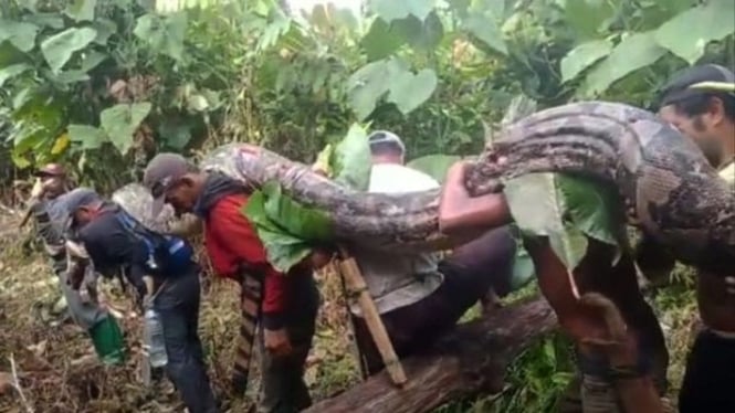 Ular Piton Raksasa Digotong Warga