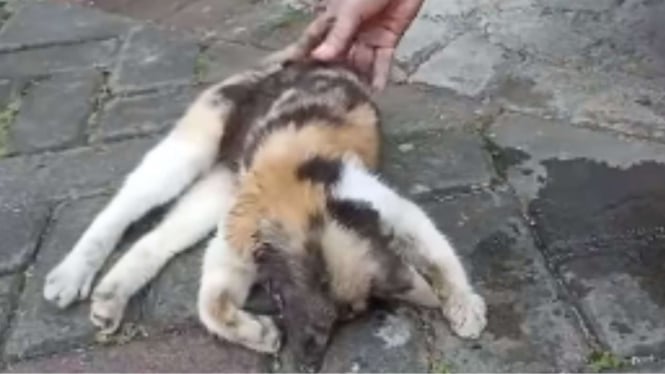 Kucing-kucing diduga diracun di Malang