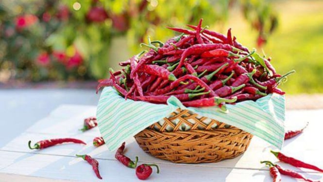 7 Cara Menanam Cabe Dengan Benar Dijamin Hasil Panen Melimpah 