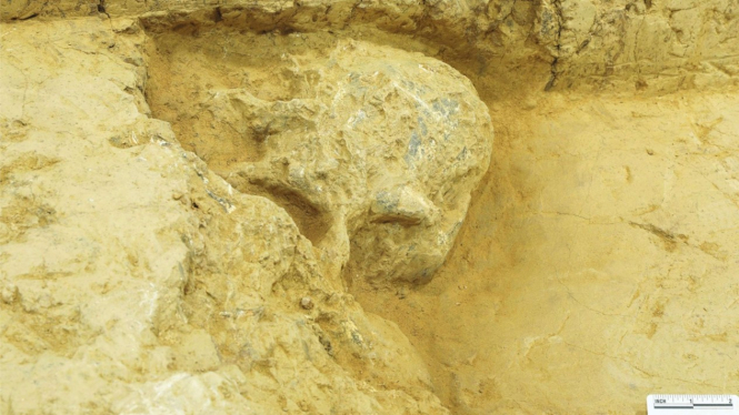 Fosil tengkorak manusia ditemukan di China.