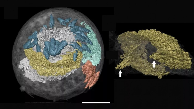 Jaringan otak yang diawetkan dalam fosil embrio dari periode Kambrium.
