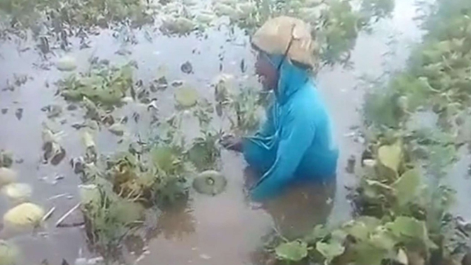 Petani melon menangis melihat melon hasil tanamannya terendam genangan air