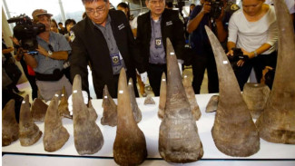 Seorang Pria Malaysia Ditangkap Karena Perdagangkan Cula Badak Ratusan Kilogram