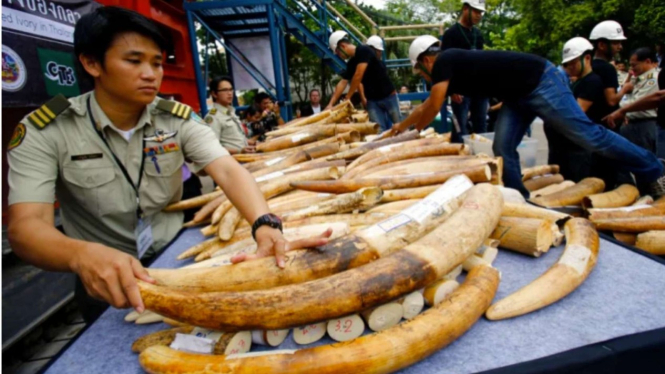 Penyelundupan Cula Badak