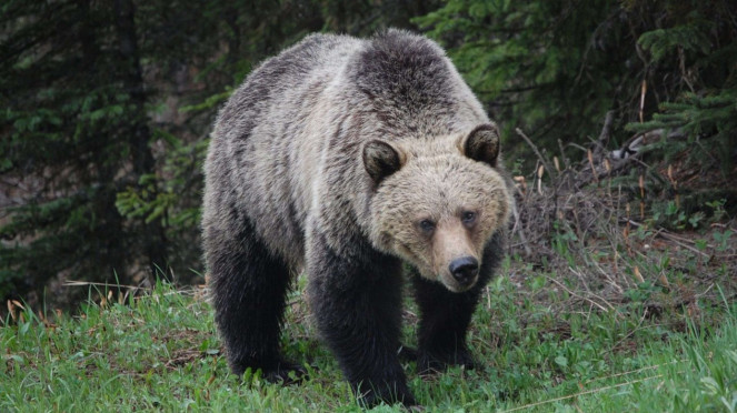 beruang grizzly