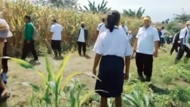 Viral Tangisan Warga Tanaman Jagung Miliknya Dibabat PTPN IV  