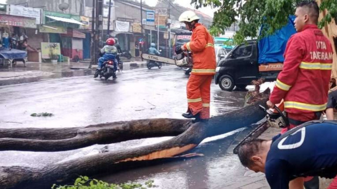 Pohon tumbang di Jalan Sintanala, Neglasari, Kota Tangerang.