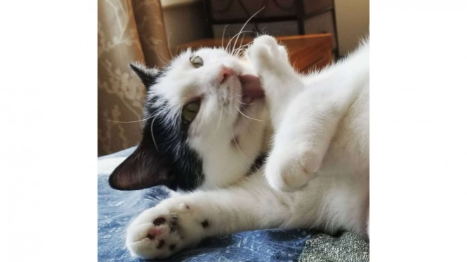 Kucing suka grooming