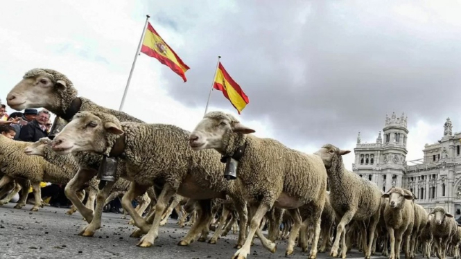 Ribuan Domba Padati Jalanan Tersibuk Madrid.