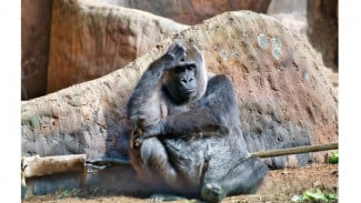 The World Loneliest Gorilla, Living in Mall Cage for 30 Years