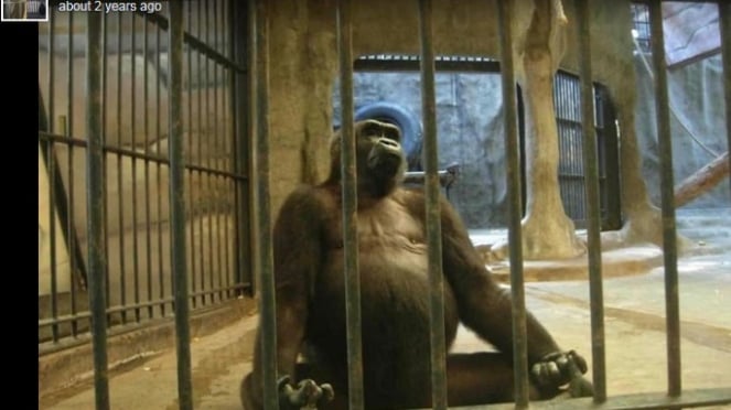 The World Loneliest Gorilla, Living in Mall Cage for 30 Years