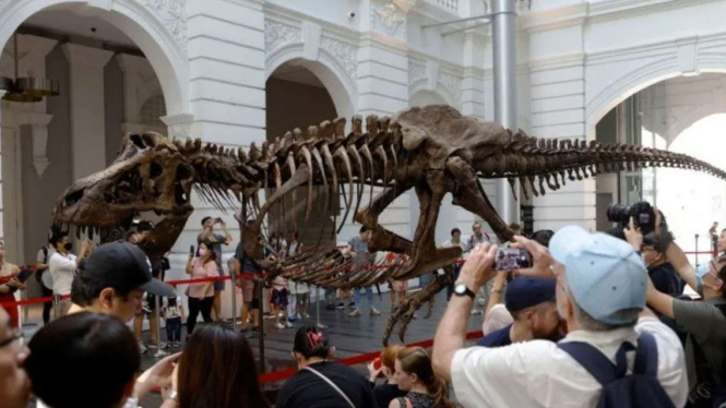 Kerangka T-Rex dipamerkan di Singapura Untuk Dilelang