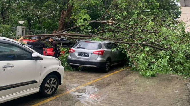 Pohon tumbang di Kalibata City akibat hujan deras yang mengguyur Jakarta