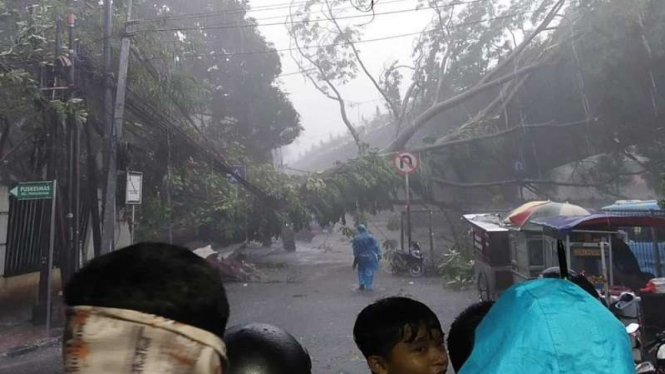 Pohon tumbang di Kalibata City akibat hujan deras yang mengguyur Jakarta
