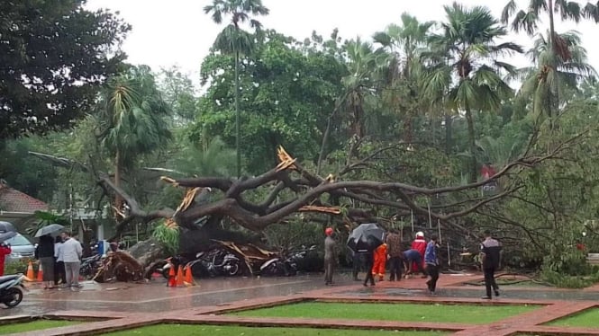 Pohon raksasa di Balai Kota DKI Jakarta tumbang, Kamis, 10 November 2022.