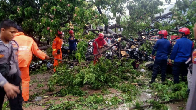 Pohon tumbang di Balai Kota DKI, Kamis, 10 November 2022.