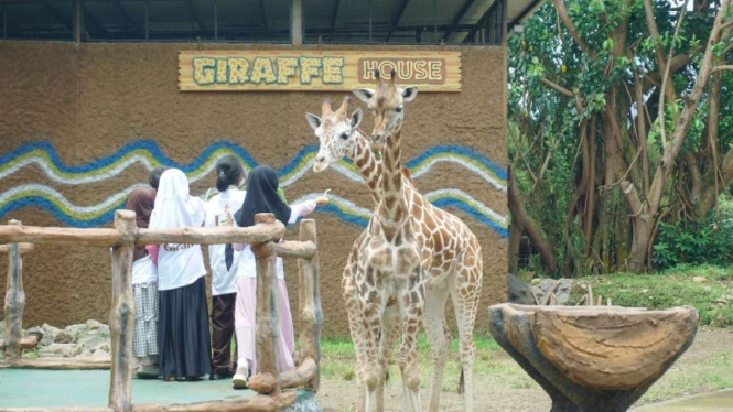 Sejumlah anak memberi makan kepada dua ekor bayi jerapah dalam kegiatan edukasi 