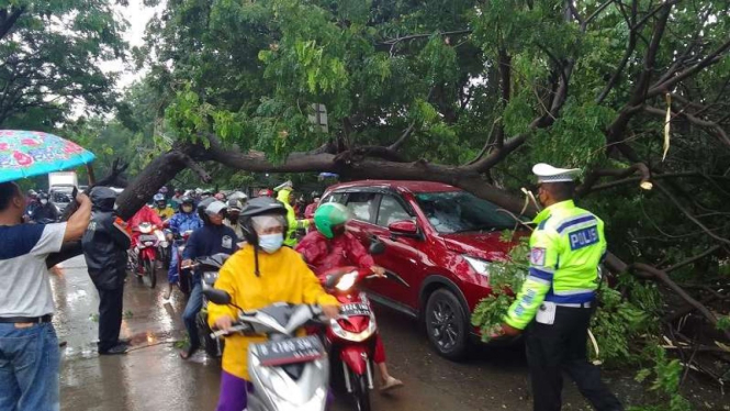 Pohon tumbang di Cengkareng