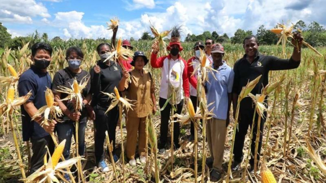 Papua Muda Inspiratif panen Jagung