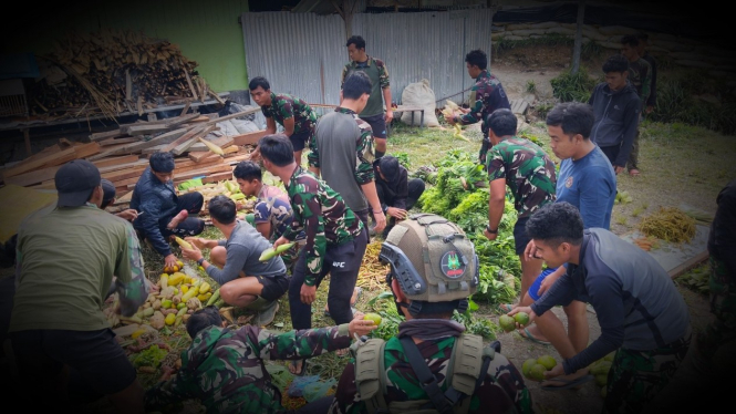VIVA Militer: Pasukan Yonif PR 305/Tengkorak borong hasil bumi.