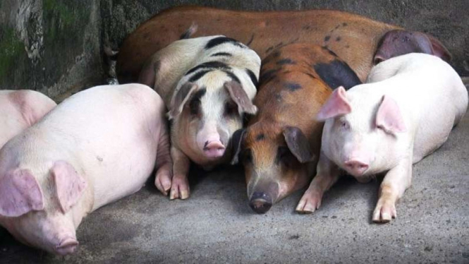 Babi di Sumatera Utara mati mendadak terkena flu babi.