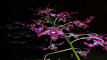 Photo Mini 2