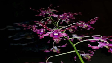 Photo Mini 2