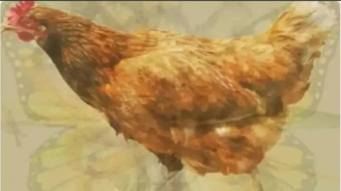 Optical illusion: a rooster