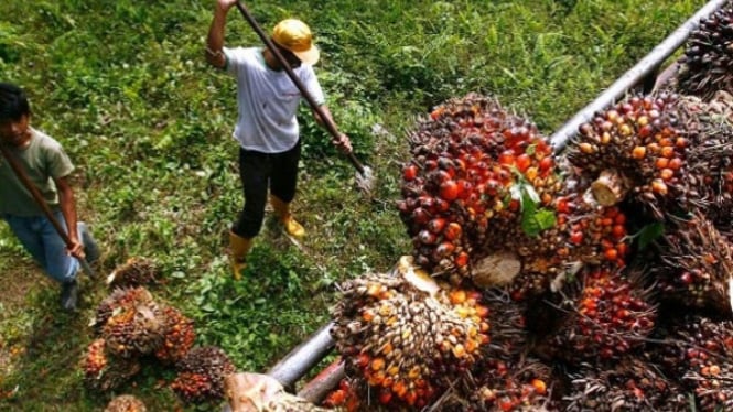 Harga Sawit Petani Bisa Tertekan Aturan DHE, Begini Itung-itungannya