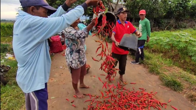 Petani Cirebon protes harga cabai anjlok, hasil panen dibuang.