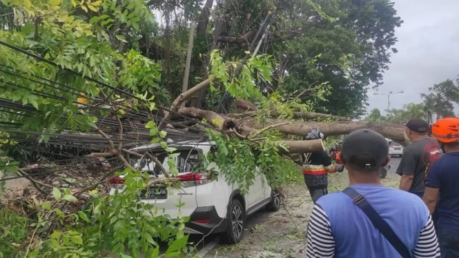 Pohon tumbang akibat angin kencang di Denpasar Bali