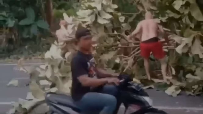 Viral Bule Pindahkan Pohon Tumbang Akibat Terjangan Angin Kencang