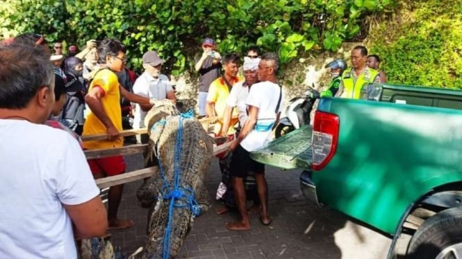 VIVA Militer: Prajurit Babinsa TNI AD tangkap buaya muara di Pantai Padma, Bali