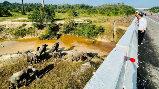 Jokowi sees an elephant crossing at KM 12 of the Pekanbaru-Dumai toll road