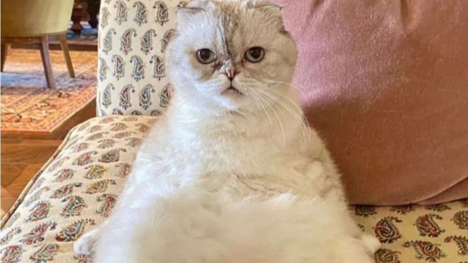 Olivia Benson kucing Taylor Swift