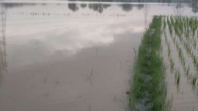Puluhan hektar sawah di Tangerang terendam banjir akibat Sungai Cidurian meluap.