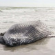 img_title