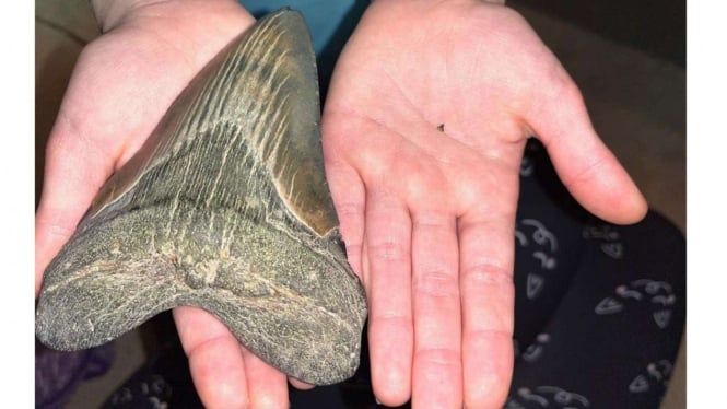 Gadis berusia 9 tahun yang menemukan fosil gigi Megaladon
