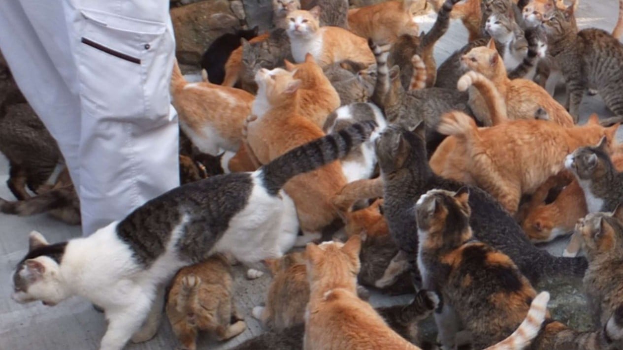 Aoshima Island has 100 cats, and we photographed almost all of them