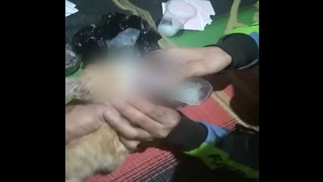 Video remaja di Ambarawa, Kabupaten Semarang, mencekoki kucing dengan miras 