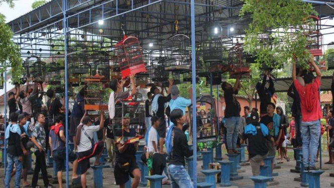 Relawan Orang Muda Ganjar (OMG) Yogyakarta gelar lomba kicau burung