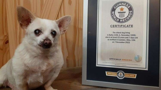 Seekor Chihuahua Bernama Spike Dinobatkan Sebagai Anjing Tertua di Dunia