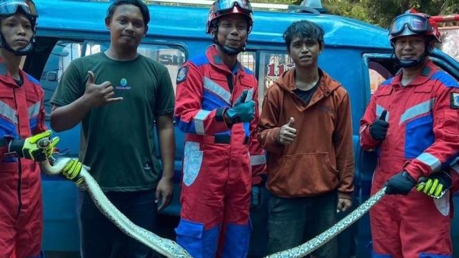 Petugas mengevakuasi ular Sanca yang sembunyi di kolong angkot di Pasar Rebo, Jakarta.