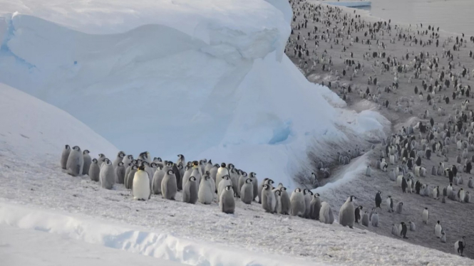 Koloni penguin kaisar