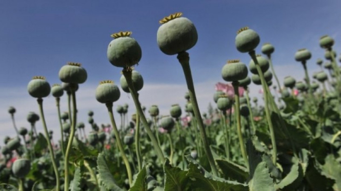 Ilustrasi ladang opium.