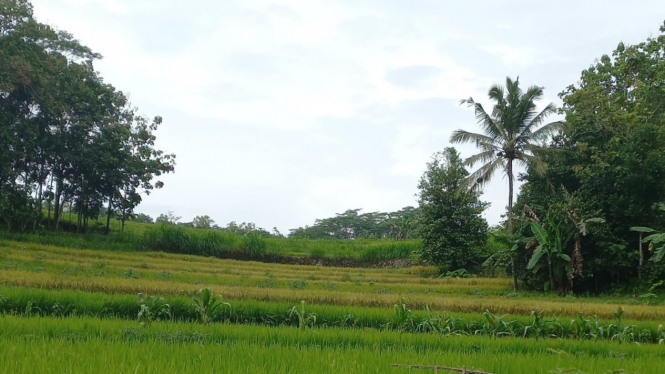 Lahan pertanian siap panen di Panggang Gunungkidul (26/01/2023)